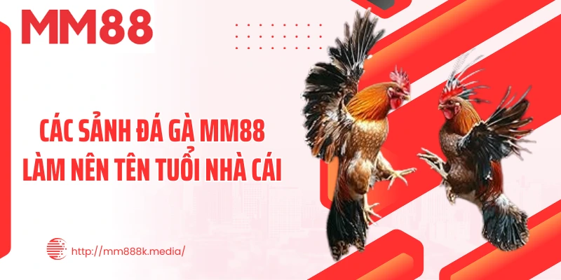 Các sảnh đá gà MM88 làm nên tên tuổi nhà cái