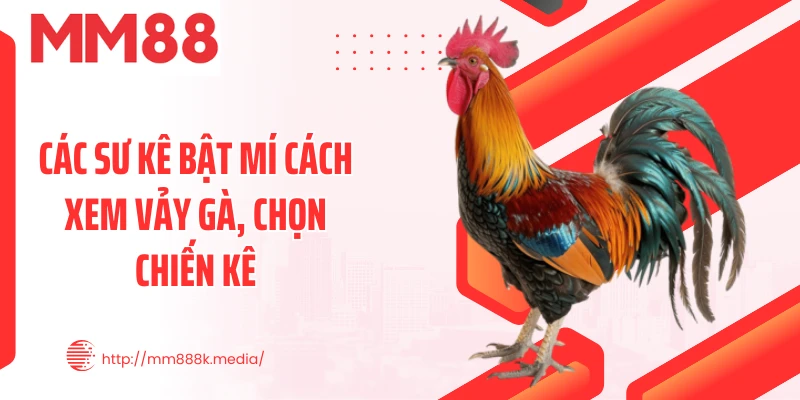 Các sư kê bật mí cách xem vảy gà, chọn chiến kê