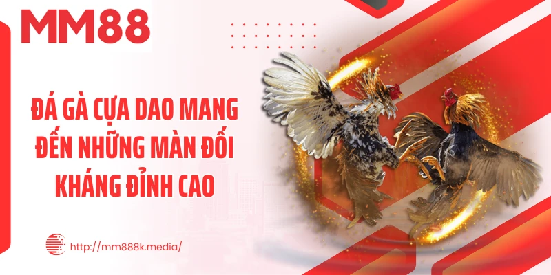 Đá gà cựa dao mang đến những màn đối kháng đỉnh cao