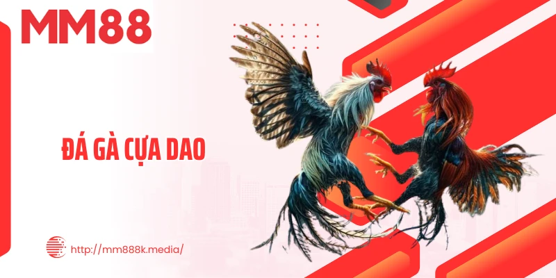 Đá Gà Cựa Dao - Màn Đối Kháng Đỉnh Đầy Kịch Tính, Khốc Liệt