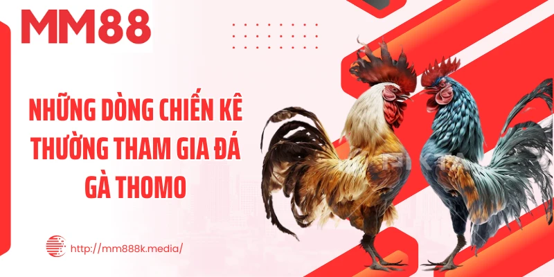 Những dòng chiến kê thường tham gia đá gà thomo