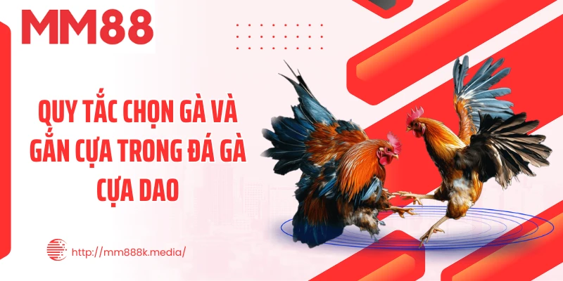 Quy tắc chọn gà và gắn cựa trong đá gà cựa dao