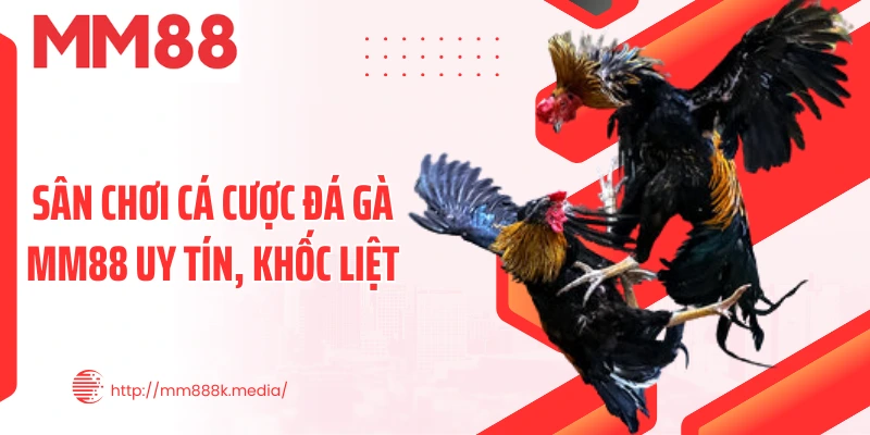 Sân chơi cá cược đá gà MM88 uy tín, khốc liệt